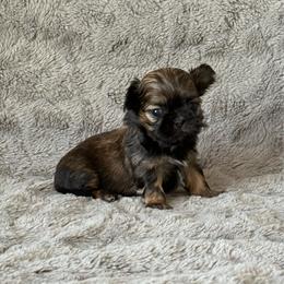 Boy 1 - Gold male Shih Tzu puppy in Shawnee, Oklahoma from Black Velvet Shih Tzu