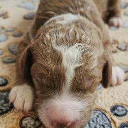 Kilimanjaro mountain - Caramel red male Labradoodle puppy in Phelan, California from Family Doodles