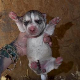 Girl 2 - Gray and white female Siberian Husky puppy in Iron River, Wisconsin from Wiemeri Siberians