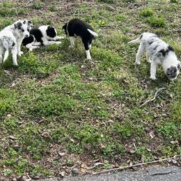Border Collie Puppies from Roaring River Border Collies