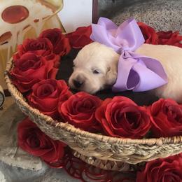 Golden Retrievers from White River Retrievers
