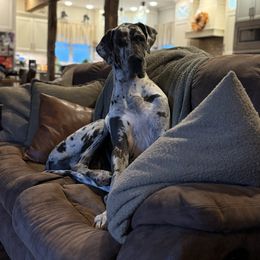 Great Dane puppies from Oak View Danes