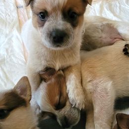 Australian Cattle Dog Puppies from Miller Australian Cattle Dogs