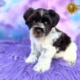 Leo - Liver male Miniature Schnauzer puppy in Cypress, Texas from Brady's Birddogs