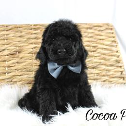 Cocoa Puff - Black male Goldendoodle puppy in Casa Grande, Arizona from AzDoodle Dandies