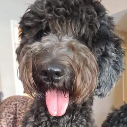 Cammie - Goldendoodle