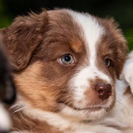 Purple Girl (waiting for you to name her) - Red tri-color female Australian Shepherd puppy in Canby, Oregon from Minuet Australian Shepherds