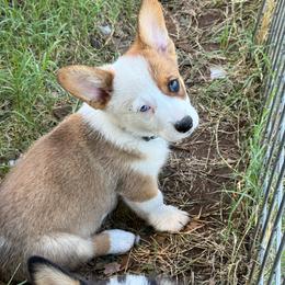 Twoface - Sable male Pembroke Welsh Corgi puppy in Millsap, Texas from Punchy Pembroke Ranch