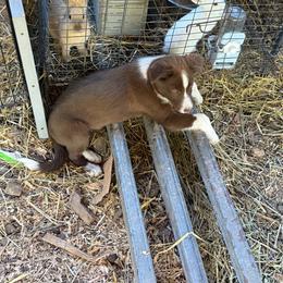 Duck - White and red male Border Collie puppy in Lakeport, California from Akins Aussies/Wild Rose Ranch