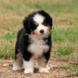 Twister - Black tri male Miniature American Shepherd puppy in Snyder, Texas from RLA Miniature American Shepherds