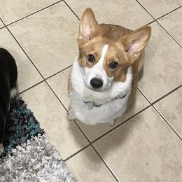 Pembroke Welsh Corgis from Blooms Corgis