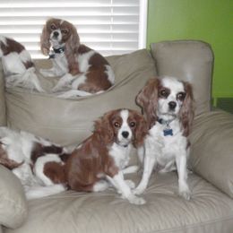 Cavalier King Charles Spaniel Puppies from Herrmann’s Royal Court of Cavalier King Charles Spaniel