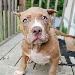 Lilac Fawn Female - Lilac tri-color female American Bully puppy in Lexington, Kentucky from Deuce's Den