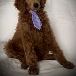 Poodle Puppies from Prissy Pants Poodles LLC