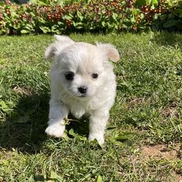 Daisy Mae - Cream and white female Chihuahua puppy in Lewisberry, Pennsylvania from Knox Rock'n Chihuahuas