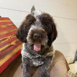 Rogue - Brown and gray female Wirehaired Pointing Griffon puppy in Grangeville, Idaho from Happy Hollow Griffons
