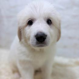 Hank - Green Collar - White male Great Pyrenees puppy in San Marcos, California from Faith Family Freedom Farm
