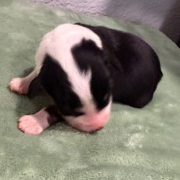 Morticia - Black tri-color female Aussiedoodle puppy in Moreno Valley, California from Rainbow SoCal Doodles