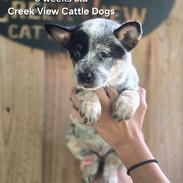 Boy 1 - Blue male Australian Cattle Dog puppy in Monroe, North Carolina from Creek View Cattle Dogs