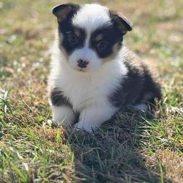 Boy 4 - male American Corgi puppy in Crossville, Tennessee from MKC Farms