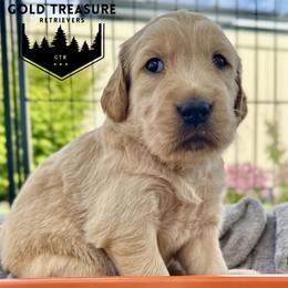 Boy 1 - Golden male Golden Retriever puppy in Star, Idaho from Gold Treasure Retrievers