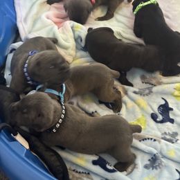 Cane Corso Puppies from Lonestar Corso Kennels