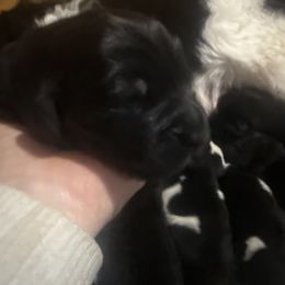 BOY1 - Black male Newfoundland puppy in Saukville, Wisconsin from Crossroads Canines ~ Brussels Griffon and Newfoundland Dogs