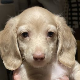 Dachshund Puppies from STORIED DOXIES