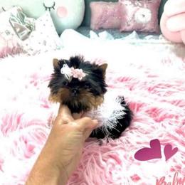 Maltese and Yorkshire Terrier Puppies from tatortot pup