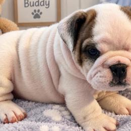 Sara - Fawn brindle and white female Bulldog puppy in Ranger, Texas from Select Bulldogs