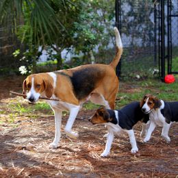 American Foxhound and American Staffordshire Terrier Puppies from Whitlow Kennel