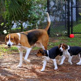 American Foxhound and American Staffordshire Terrier Puppies from Whitlow Kennel