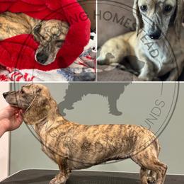 Dachshund puppies from Clucking Homestead Springers & Dachshunds