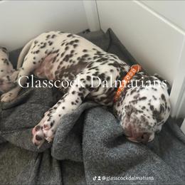 Dalmatian Puppies from Glasscock Dalmatians