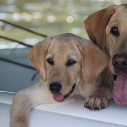 Golden Retrievers and Labrador Retrievers from Hunters Kennels