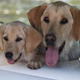 Golden Retrievers and Labrador Retrievers from Hunters Kennels