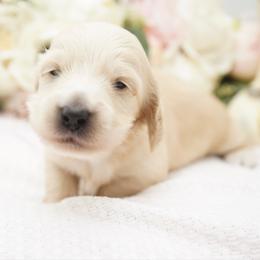 Hercules - Cream male Dachshund puppy in Big Rapids, Michigan from 30 Acre Woods Dachshunds