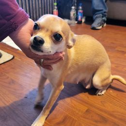 Taco - Chihuahua
