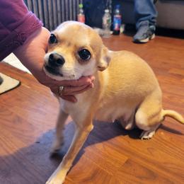 Taco - Chihuahua