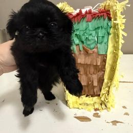 Claudia - Black female Shih Tzu puppy in Warrior, Alabama from The Anderson Farms Kennel