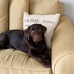 Labrador Retriever Puppies from Commander Labradors