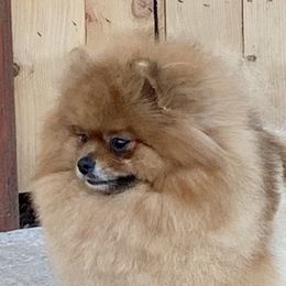 Chicky - Pomeranian