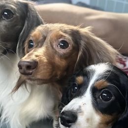 Dachshunds from CA_Dachshunds