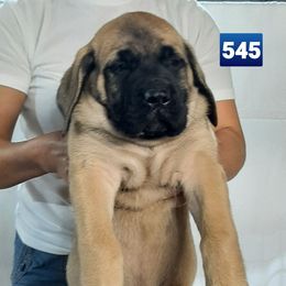 AKC PUP 545 - Fawn male Mastiff puppy in Ava, Missouri from Ozark Mountain Mastiffs