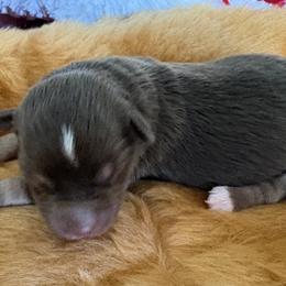 Petal - Red tri male Miniature Australian Shepherd puppy in Nashville, Tennessee from Little B’s Aussies