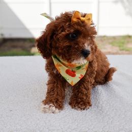 Ginger - Red female Cavapoo puppy in Apopka, Florida from Rae Precious Puppies