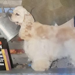 Addie - Cocker Spaniel