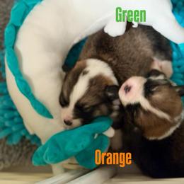 Orange collar - Sable male Pembroke Welsh Corgi puppy in Wheatland, California from Emerald Corgis