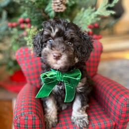 Cocoa - Brown male Schnoodle puppy in Fredericksburg, Virginia from Growing Puppies