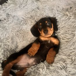 Dachshund puppies from Boise Best Mini Dachshunds